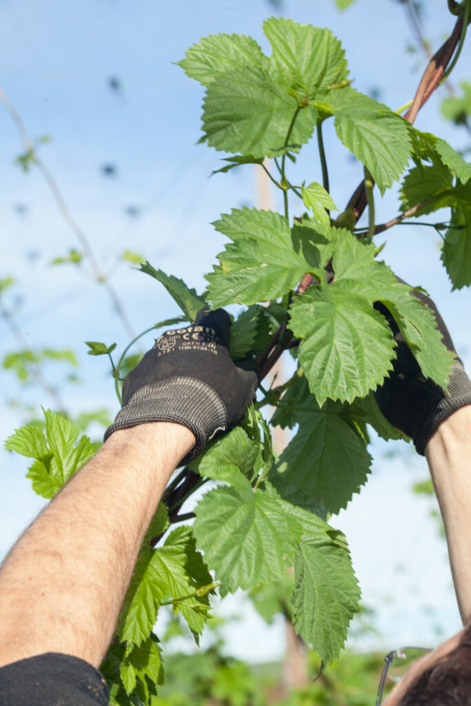 contact sentier houblon