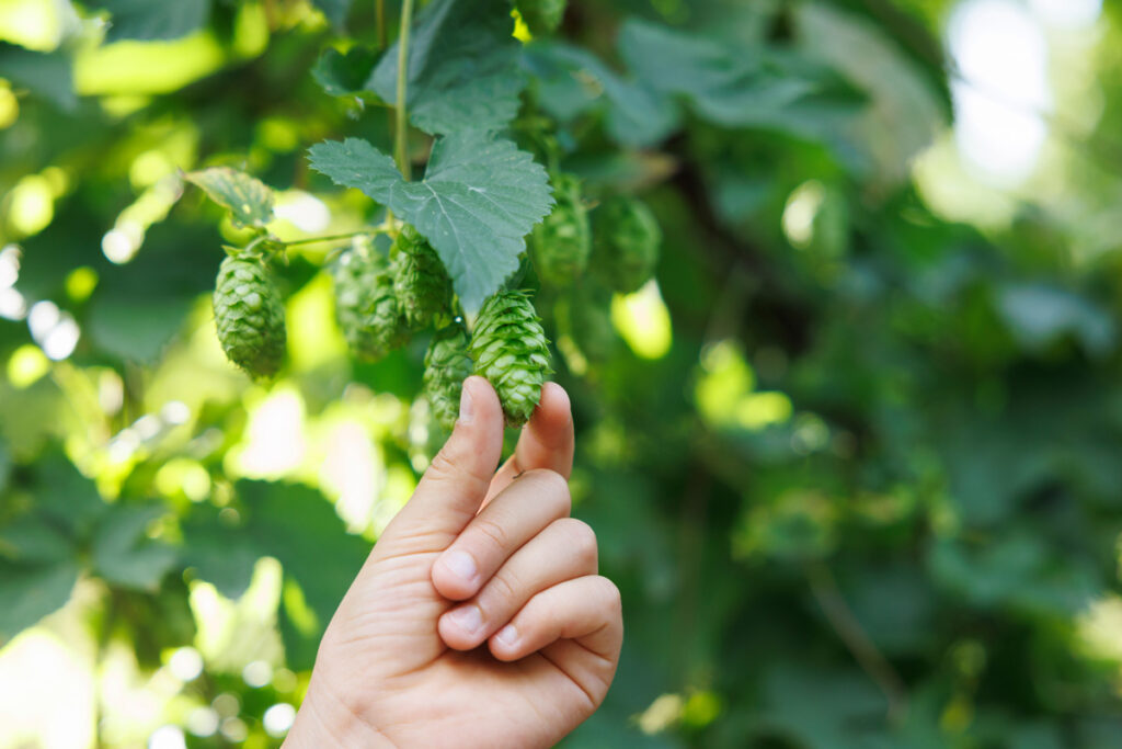 contact sentier houblon