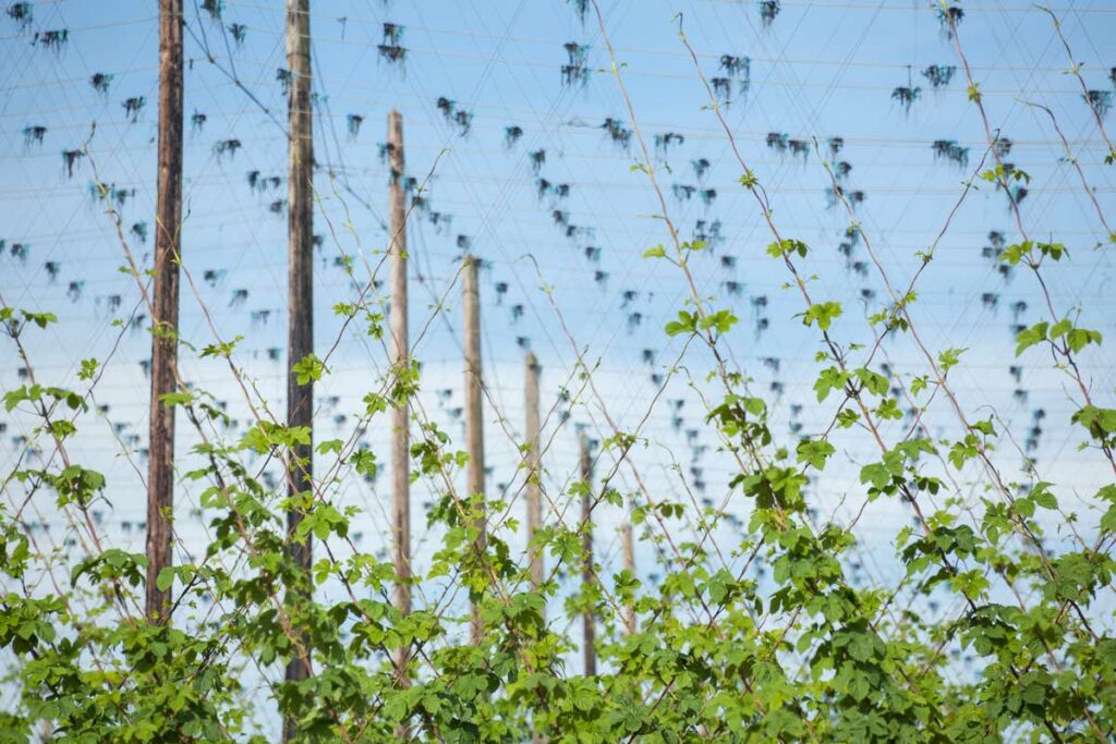 houblon alsace bière