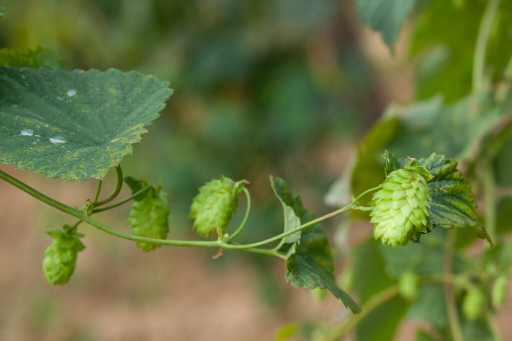 houblon alsace wingersheim