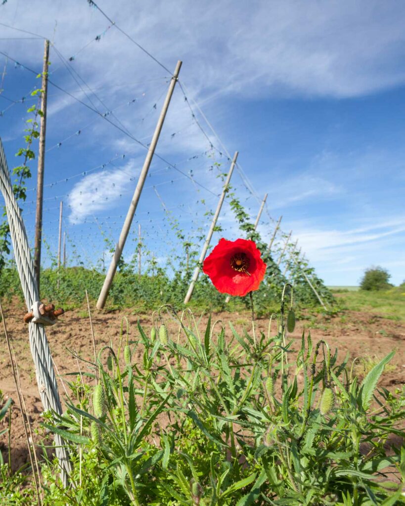 parcours sentier houblon wingersheim