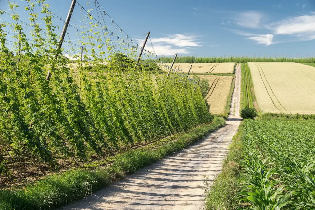 sentier du houblon wingersheim