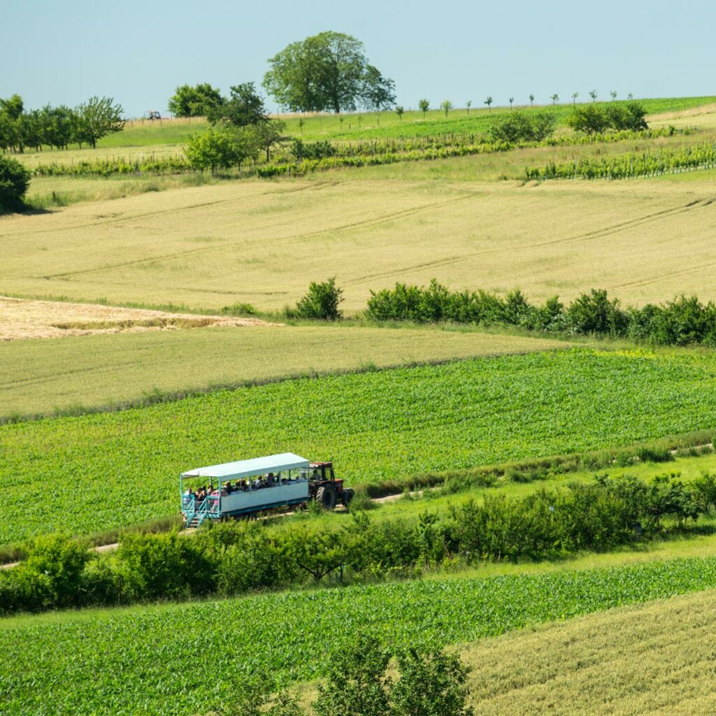 sentier du houblon alsace wingersheim