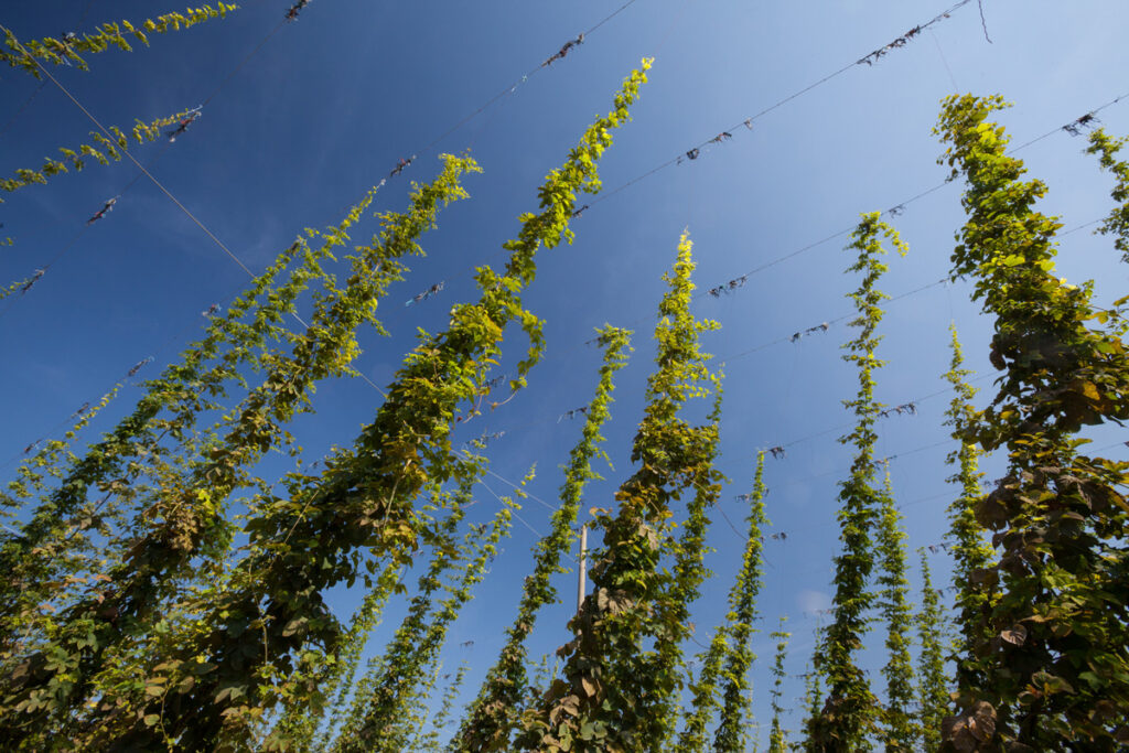 sentier du houblon wingersheim