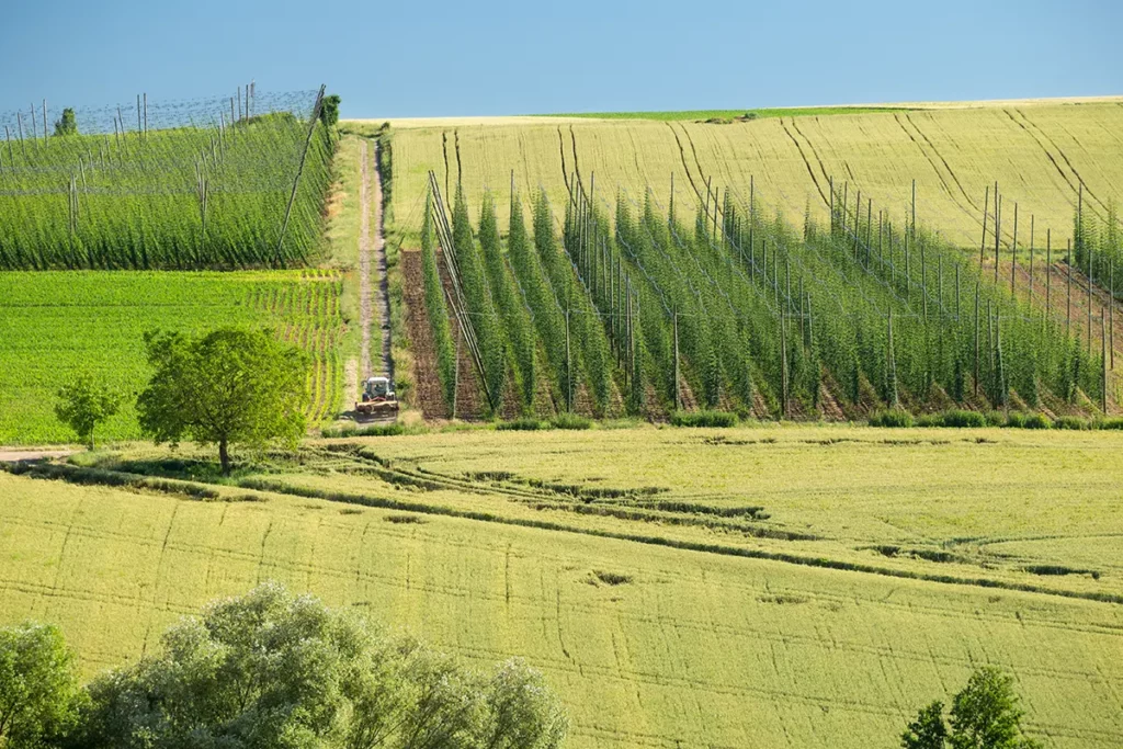 sentier du houblon wingersheim alsace