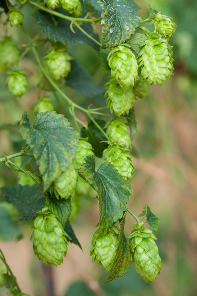 sentier du houblon wingersheim