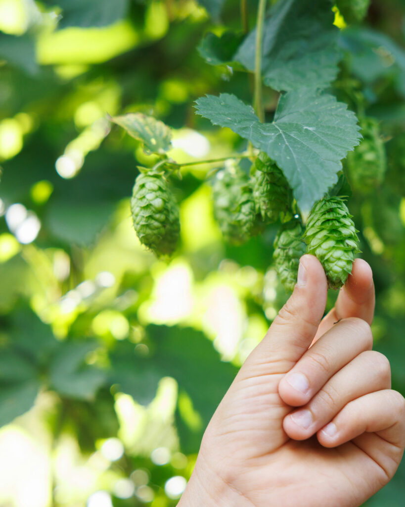 visite libre sentier du houblon