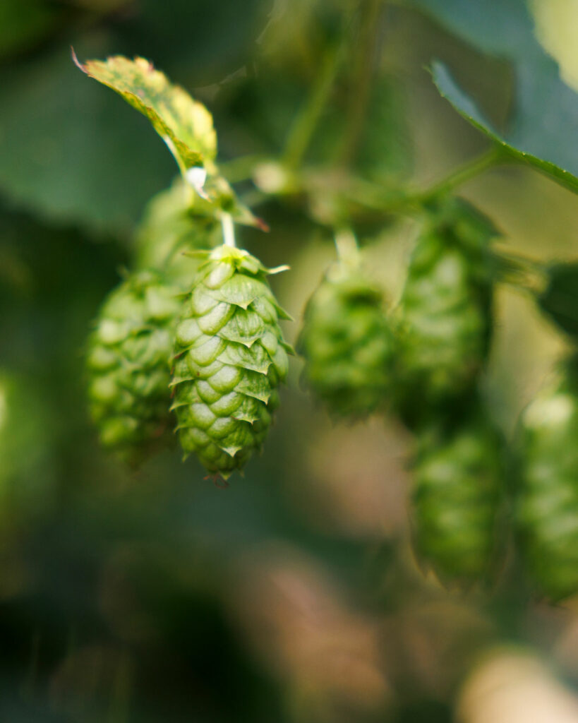 visite sentier houblon alsace