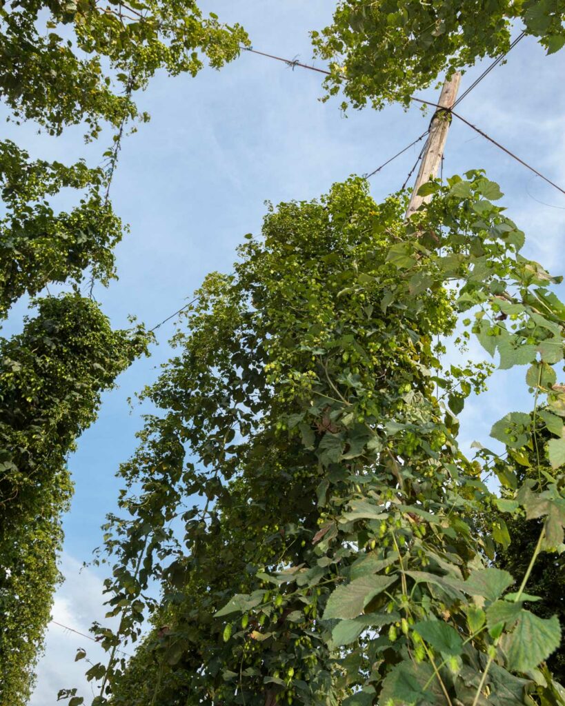 visite sentier houblon alsace