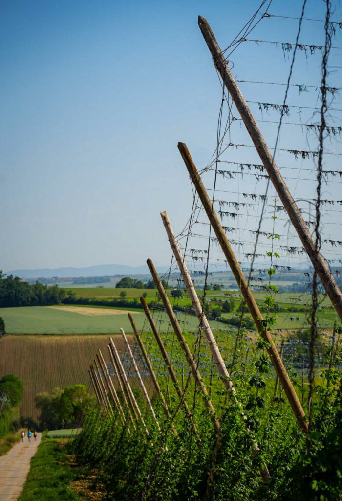 sentier du houblon vendredis houblonnés